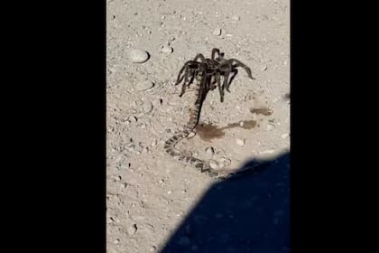 Captura del video en el que se ve a una tarántula cargando a una víbora muerta (Facebook)