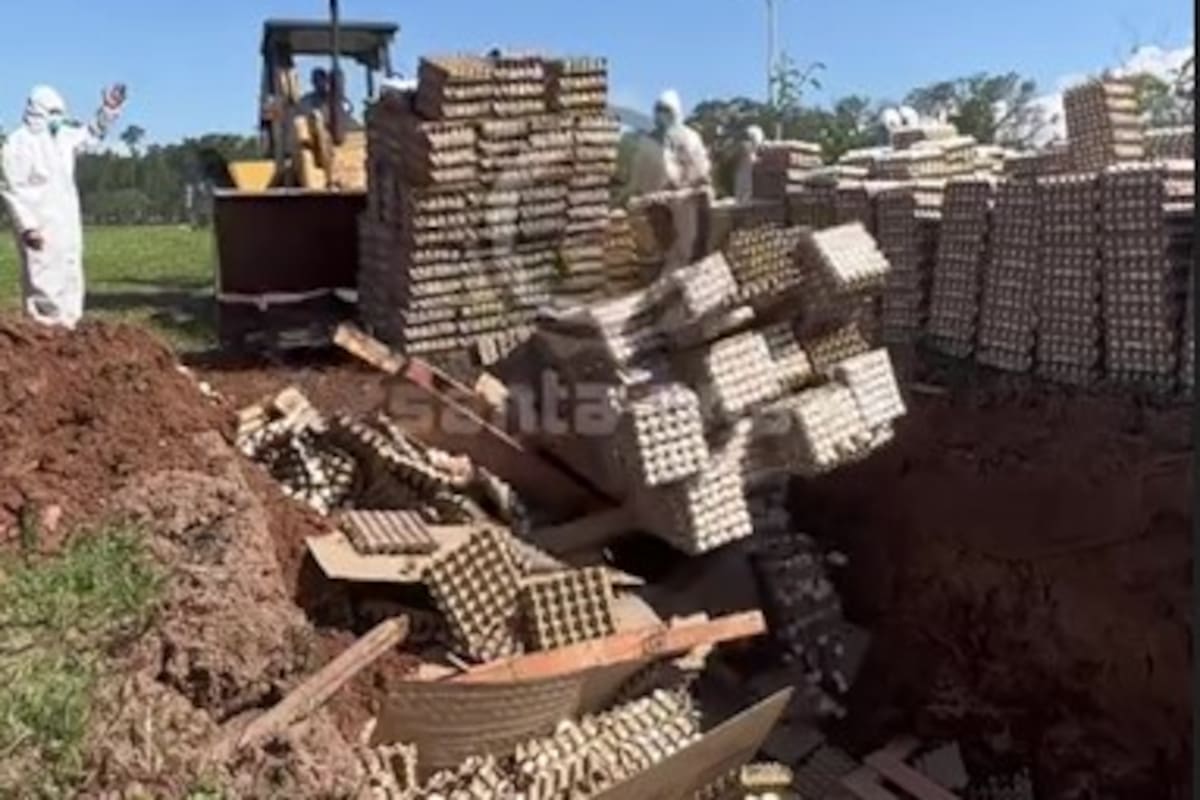 Captura del video que Avícola Santa Ana difundió de la destrucción de huevos