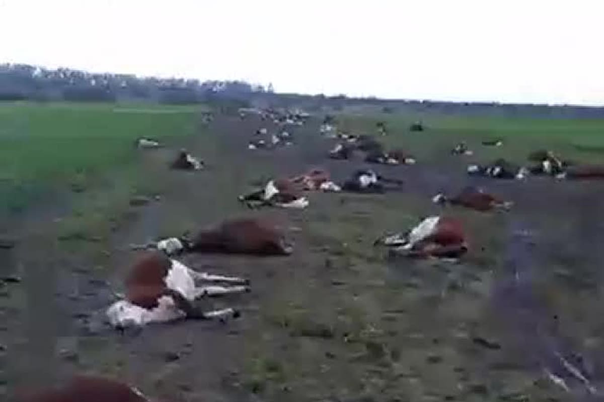 Captura del video que refleja la mortandad de hacienda en un establecimiento ganadero del departamento de Curuzú Cuatiá, Corrientes