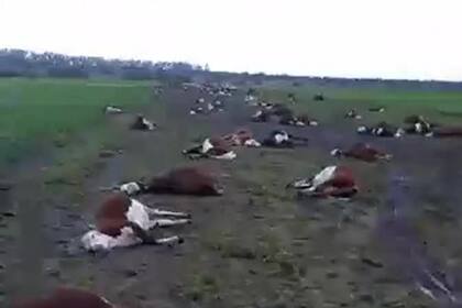 Captura del video que refleja la mortandad de hacienda en un establecimiento ganadero del departamento de Curuzú Cuatiá, Corrientes