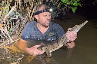 Capturan cocodrilo en un arroyo a 2.000 km de su hábitat en Australia