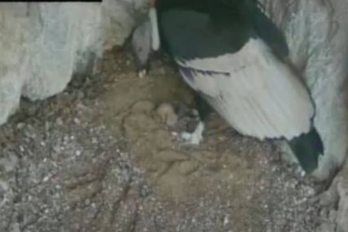 Capturan el momento exacto en que nace un cóndor bebé