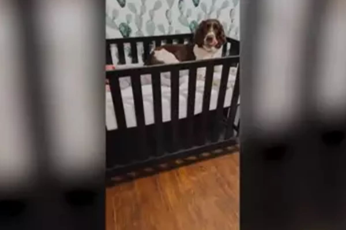 Capturan en vídeo la conmovedora reacción de este perro cuando escucha a un bebé llorando en su cuna