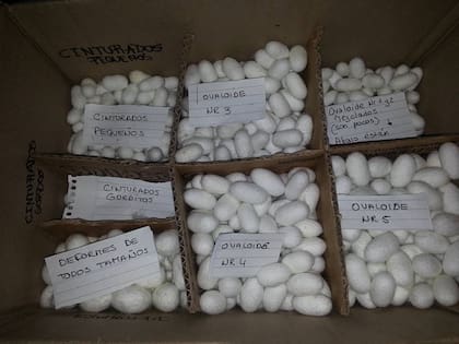 Capullos de seda clasificados según su forma y tamaño.