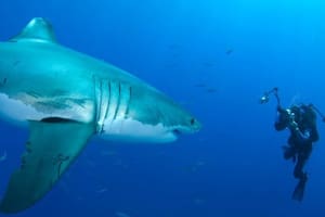 Cara a cara: Amos buscó en las profundidades una nueva forma de retratar a la naturaleza
