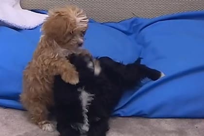 Caramelo y Mora, los perritos de la casa de GH
