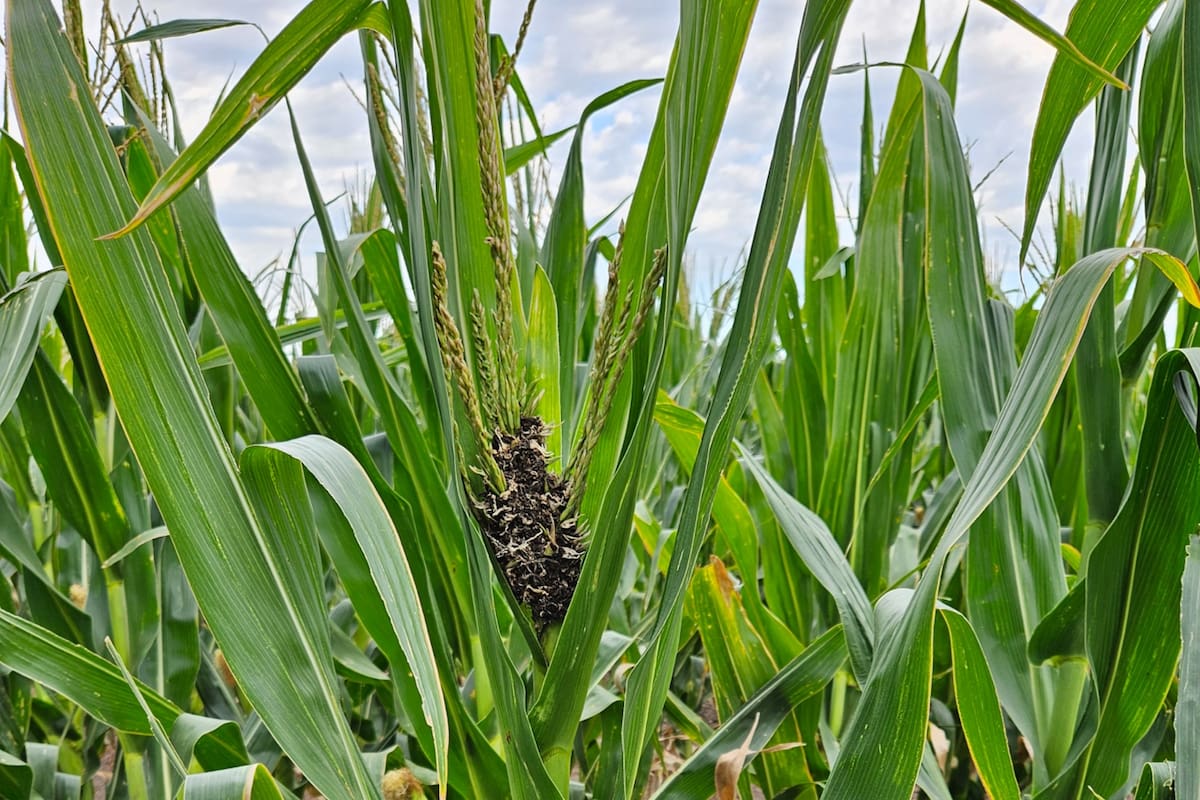 Carbón de la panoja en el sudeste bonaerense