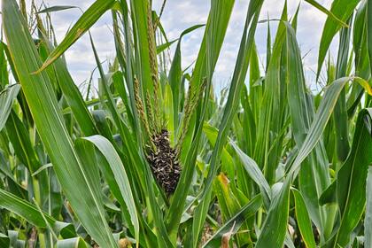 Carbón de la panoja en el sudeste bonaerense
