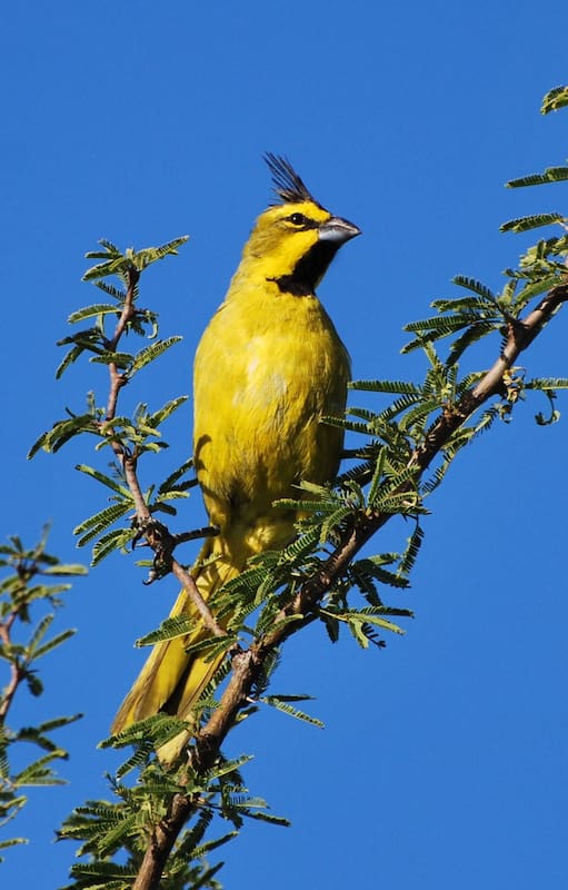 Cardenal amarillo