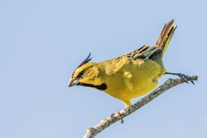 CARDENAL AMARILLO