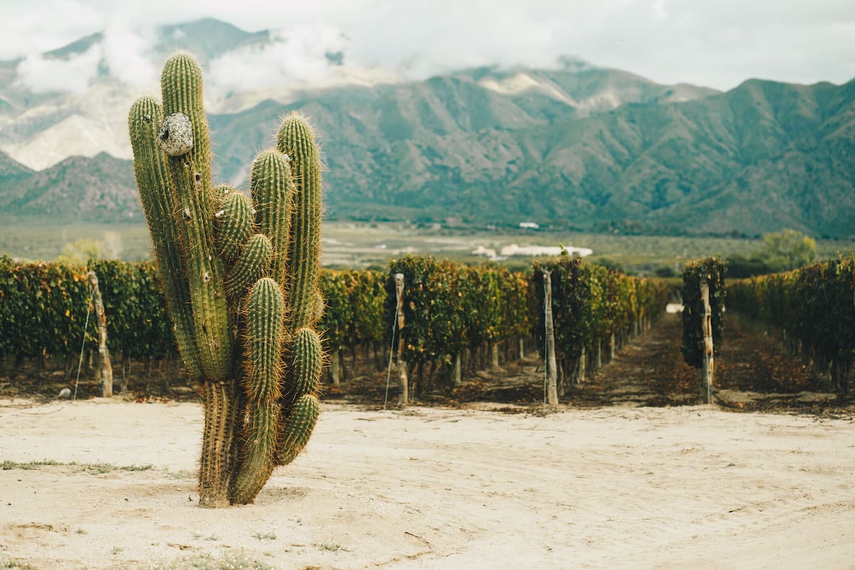 Cardón, viñedos y vinos de los Valles Calchaquíes.