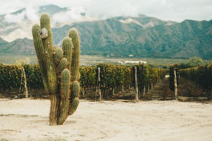 Cardón, viñedos y vinos de los Valles Calchaquíes.