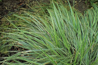 Carex morrowii, una variedad de hojas variegadas en blanco crema, muy vigorosa pero no invasiva