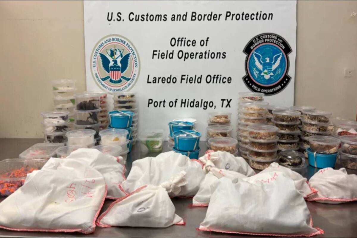 Cargamento sorpresa incautado en un control de rutina en Texas, por agentes de la CBP