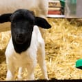 Nació Carlos, un cordero de una raza ovina que tiene un importante secreto