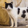 Carlos Gutiérrez, veterinario: “Los gatos de color blanco y negro se agobian con más facilidad”