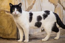 Manuel Manzano, veterinario, explicó qué significa que tu gato frote su cabeza contra tus piernas