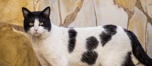 Carlos Gutiérrez, veterinario: “Los gatos de color blanco y negro se agobian con más facilidad”