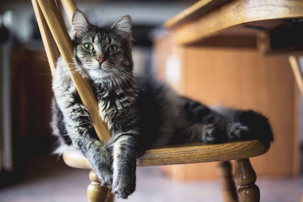 Carlos Gutiérrez, veterinario, sobre el comportamiento de los gatos cuando quedan solos (Foto: Freepik)