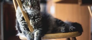 Carlos Gutiérrez, veterinario: “No es verdad que ellos creen que no vamos a volver nunca más a casa”
