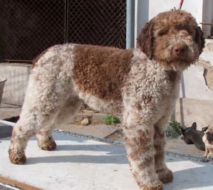 Carlos III no tiene un Cavalier King Charles Spaniel: su perro es Snuff, un Lagotto Romagnolo incorporado a la familia real en 2025. No hay fotos oficiales