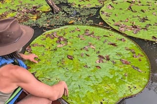 El fascinante descubrimiento de una planta acuática gigante en Sudamérica que se ve desde el espacio