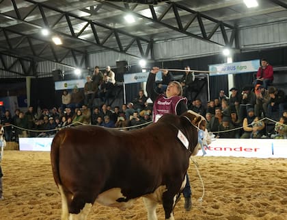 Carlos Ojea Rullán, asesor genetista de cabaña Los Orígenes: “Para nosotros llegar con estos animales, competir con esta calidad y alcanzar estos premios es algo muy importante, porque estos animales se crían en campos difíciles y eso creo que es un gran mérito”