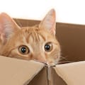 Carlos, veterinario: “La mejor diversión para un gato está en una caja de cartón; reduce su estrés y aporta seguridad”