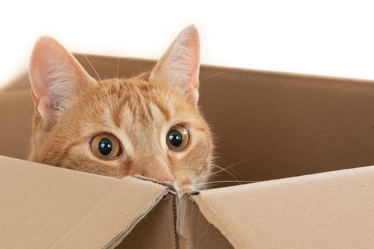 Carlos, veterinario: “La mejor diversión para un gato está en una caja de cartón, reduce su estrés y aporta seguridad”