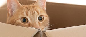Carlos, veterinario: “La mejor diversión para un gato está en una caja de cartón; reduce su estrés y aporta seguridad”