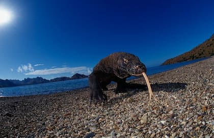 Carnívoro y a veces también caníbal, el dragón de Komodo sólo habita en esa isla y algunas otras de Indonesia