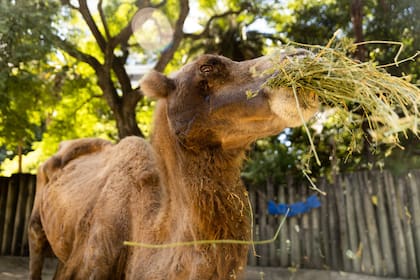 Carolina, la camella más longeva del mundo murió ayer por la tarde en el Ecoparque porteño