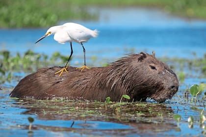 Carpincho en los Esteros del Iberá, Corrientes