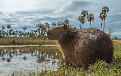 Carpincho en una laguna de Ubajay.