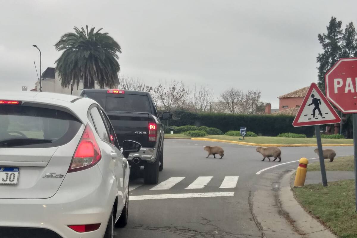 Carpinchos cruzan la avenida troncal que une a los barrios de Nordelta