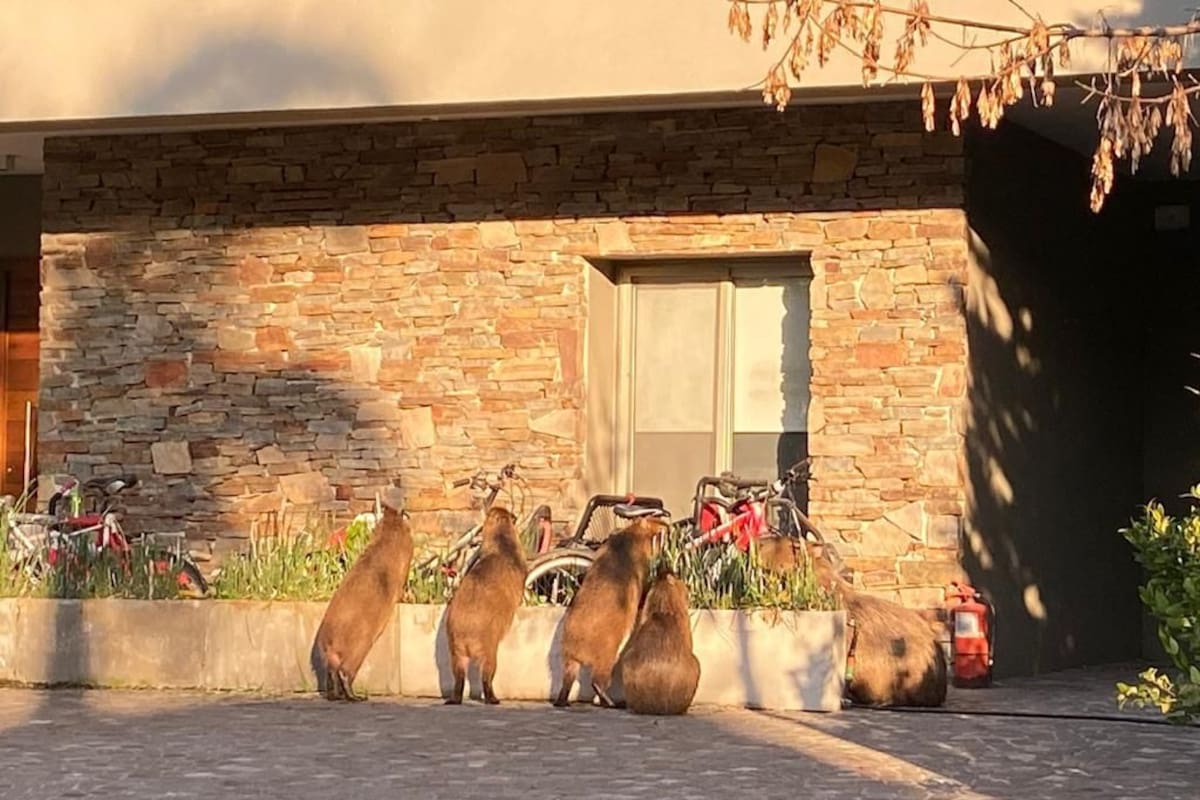 Carpinchos en Nordelta