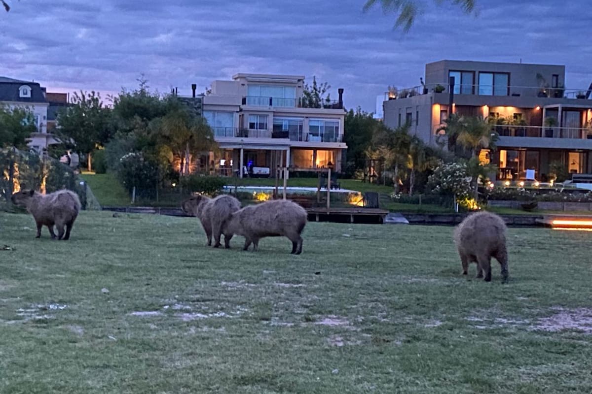 Carpinchos en Nordelta