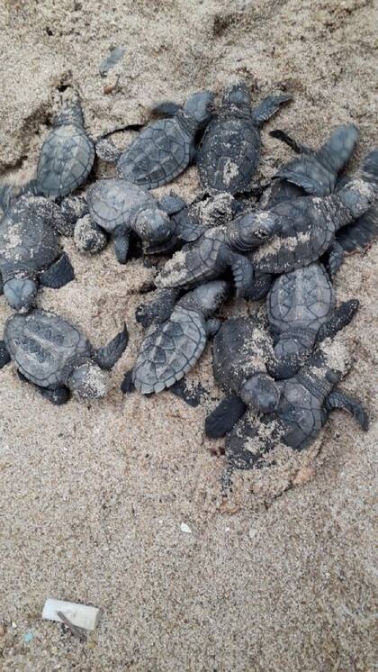 Casi 100 tortugas marinas en peligro de extinción nacieron en una playa de Brasil desierta por la cuarentena del coronavirus