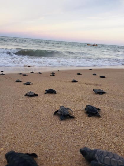 El sexo de las tortugas marinas depende de la temperatura de los huevos en desarrollo