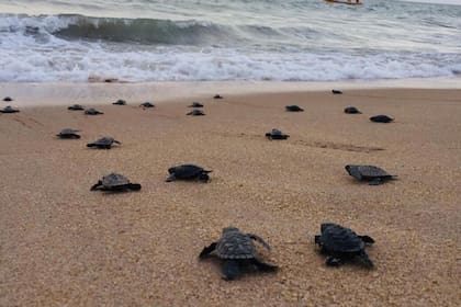 Casi 100 tortugas marinas en peligro de extinción nacieron en una playa de Brasil desierta por la cuarentena del coronavirus