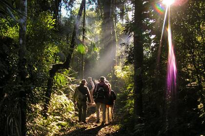 Casi el 50 por ciento de las especies de aves argentinas está presente en la reserva de Yacutinga