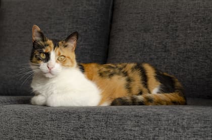 Casi todos los gatos calicó son hembras