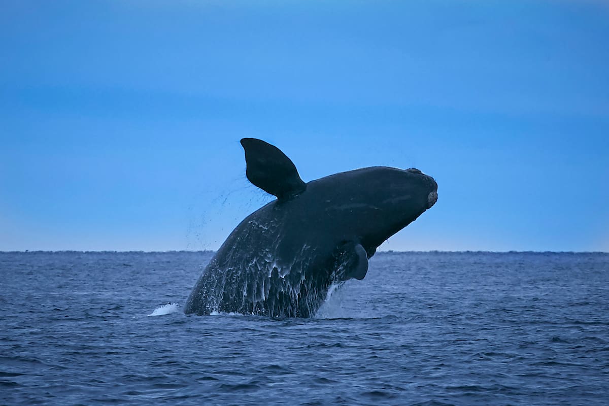 Casi una cuarta parte de la población mundial de ballenas francas del Atlántico Norte, una especie en peligro crítico, están en una zona inusual y potencialmente peligrosa para ellas (Archivo)