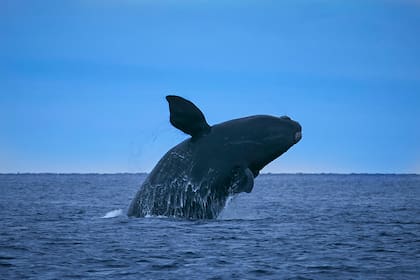 Casi una cuarta parte de la población mundial de ballenas francas del Atlántico Norte, una especie en peligro crítico, están en una zona inusual y potencialmente peligrosa para ellas (Archivo)