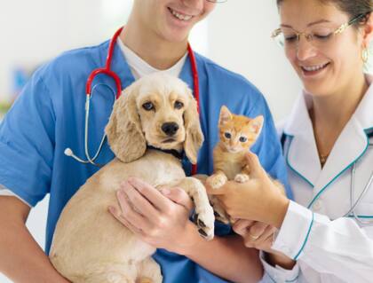 Casos como el de la rabia ilustran este punto con claridad: se trata de una enfermedad 100% prevenible mediante la vacunación en perros y gatos