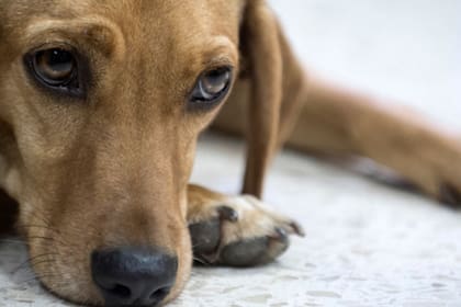 Para llegar a la edad correcta del perro, se realizó un estudio exhaustivo basado en las modificaciones del ADN de estos animales