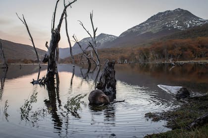 Castor en un bosque inundado, Foto Luján Agusti, de National Geographic