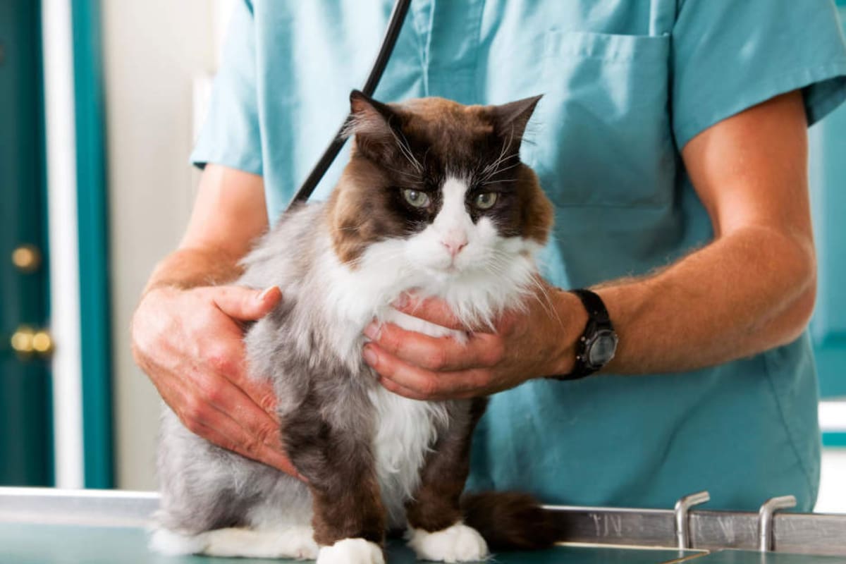 Castrar a los gatos ayuda a prevenir enfermedades