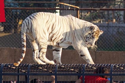 Catalina Torres limpiaba el recinto de los tigres en el Parque Safari de Rancagua cuando fue atacada por uno de ellos, que estaba suelto en ese lugar
