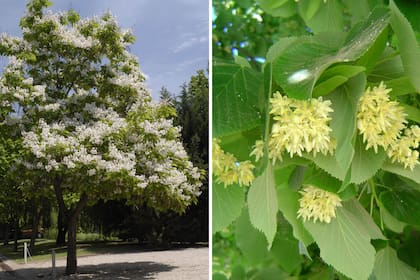Catalpa bignonioides (izquierda) y Tilia viridis subsp. x moltkei, popularmente llamado tilo (derecha).
